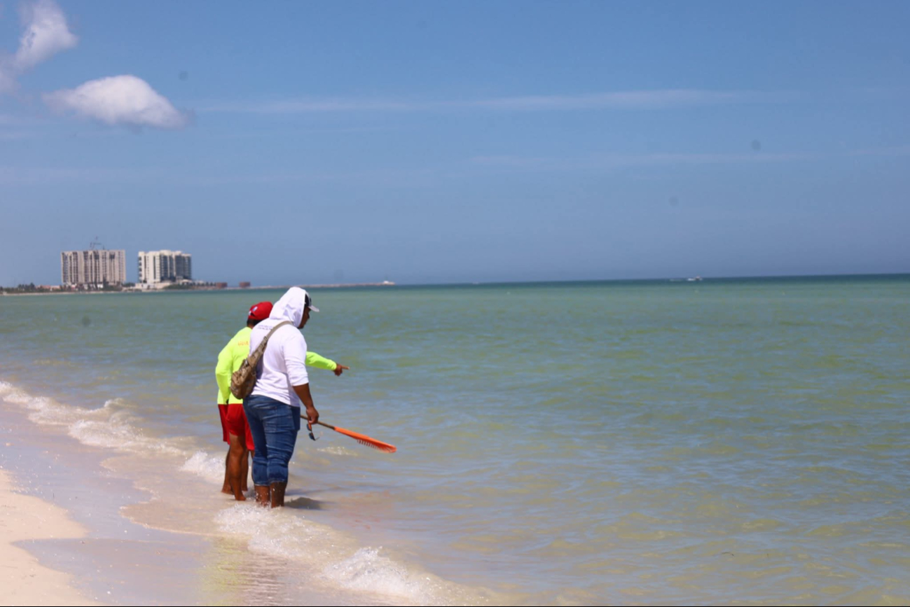 Autoridades monitorean la presencia de especies en la orilla de la playa en Progreso Autoridades monitorean la presencia de especies en la orilla de la playa en Progreso