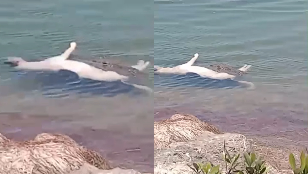 El cocodrilo atrapó a un cocodrilo, llevándolo en el hocico dentro del agua