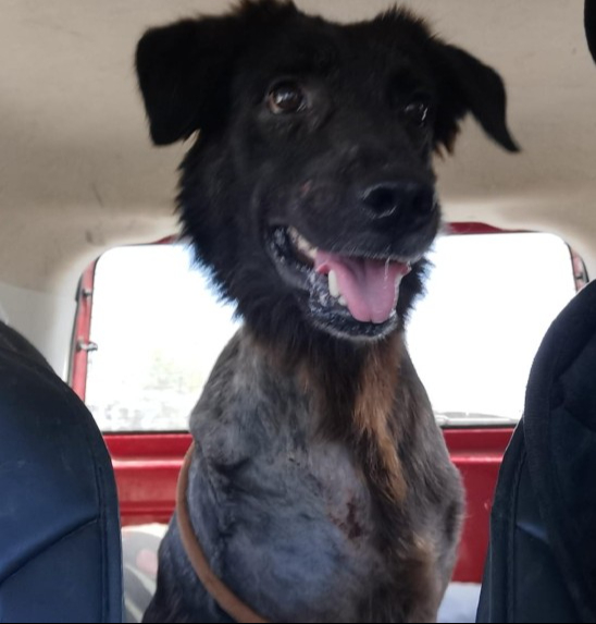 El implicado agredió al  perrito Negrito en Umán.