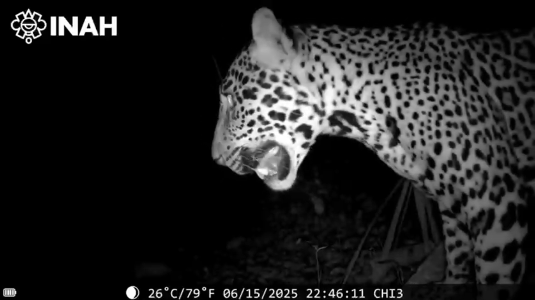 Jaguares, pumas y venados han sido detectados en las inmediaciones de Chichén Itzá