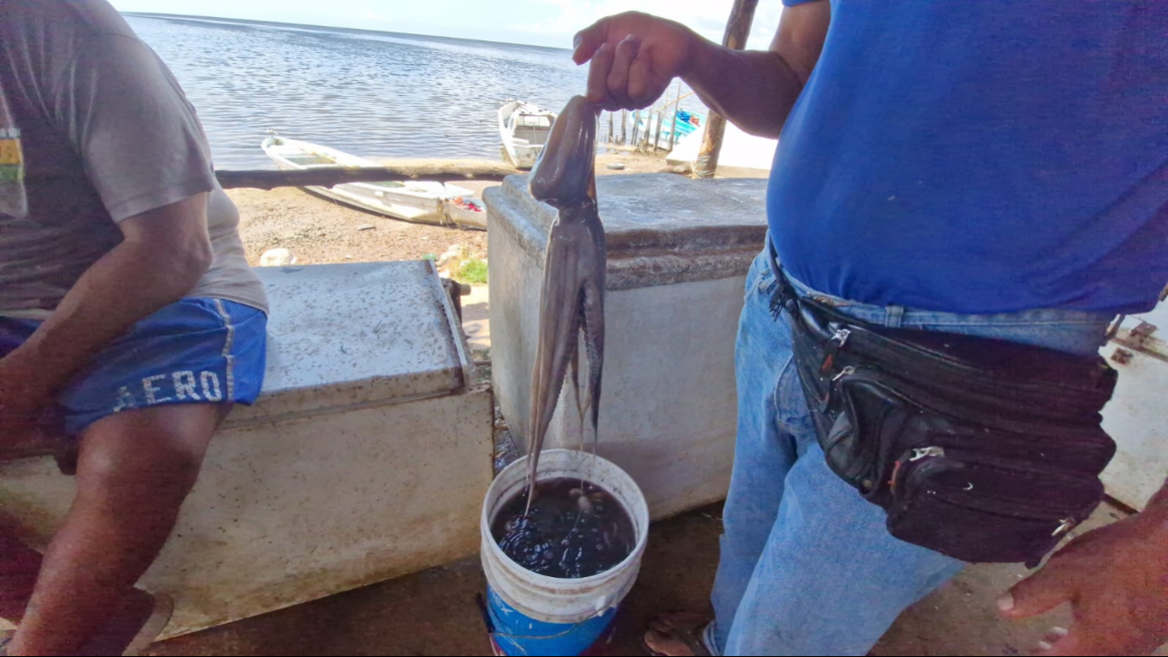 Pulpo escaso y pérdidas económicas marcan el inicio de la temporada en Campeche