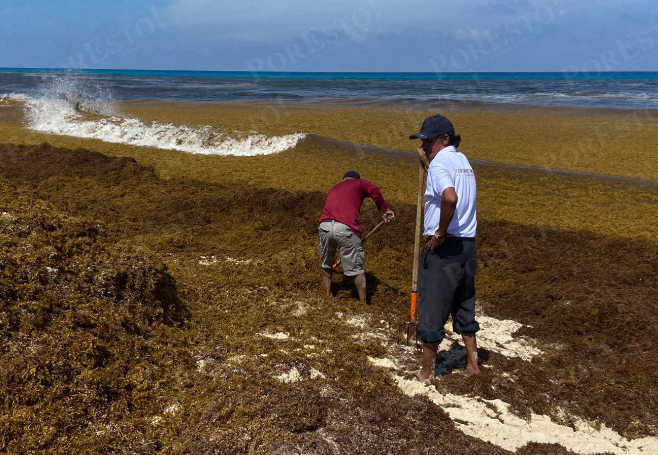 “Planifiqué mis vacaciones y me encuentro con esto": Recale masivo de sargazo en Playa Delfines de Cancún sorprende a turistas