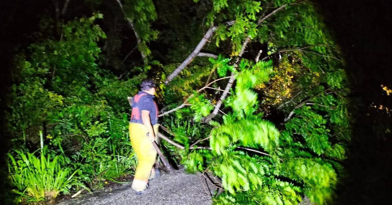Fuertes lluvias provocan caída de árbol que bloqueó tránsito en carretera de Escárcega