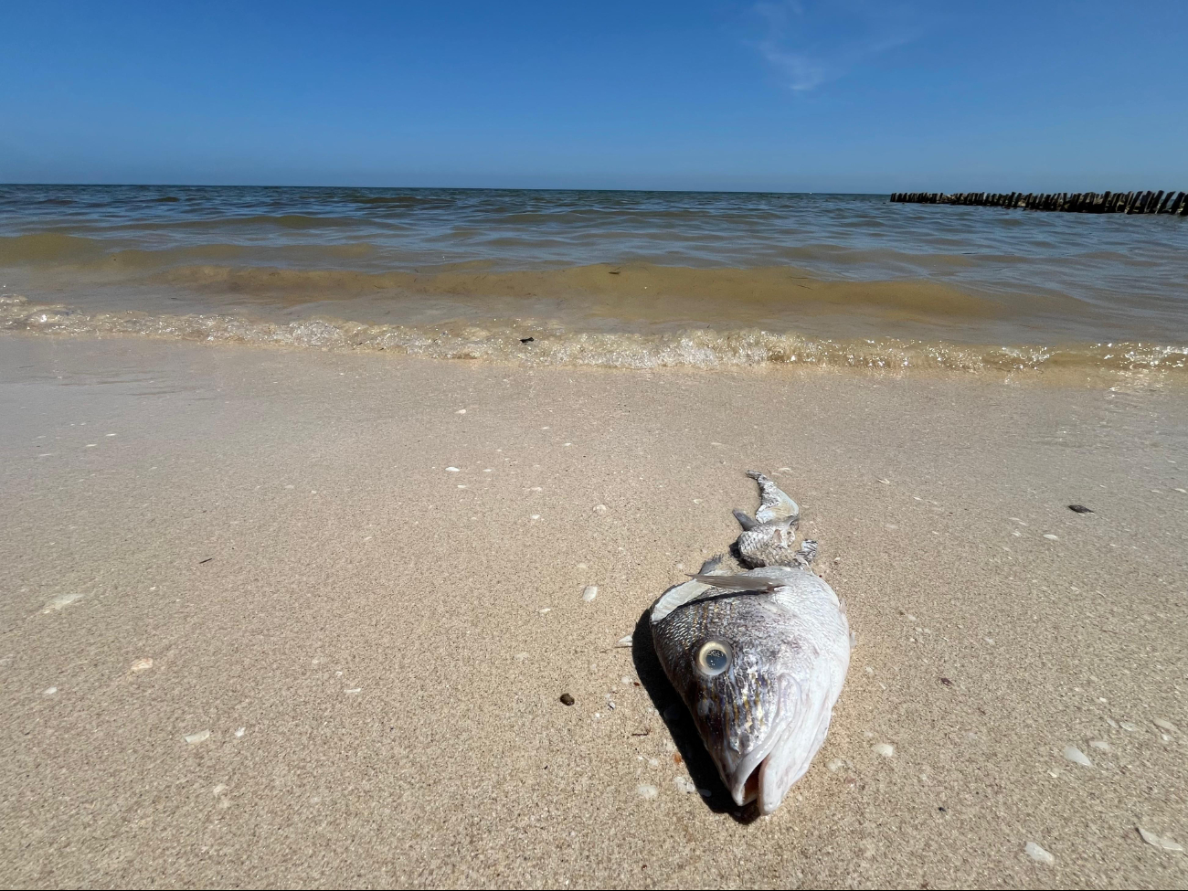 La contaminación de megagranjas y la destrucción de barreras naturales alimenta las algas tóxicas