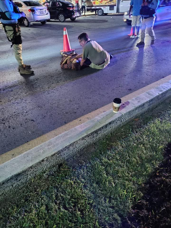 Mortal accidente en el boulevard Kukulkán deja a una mujer sin vida en la zona hotelera de Cancún. Mortal accidente en el boulevard Kukulkán deja a una mujer sin vida en la zona hotelera de Cancún.