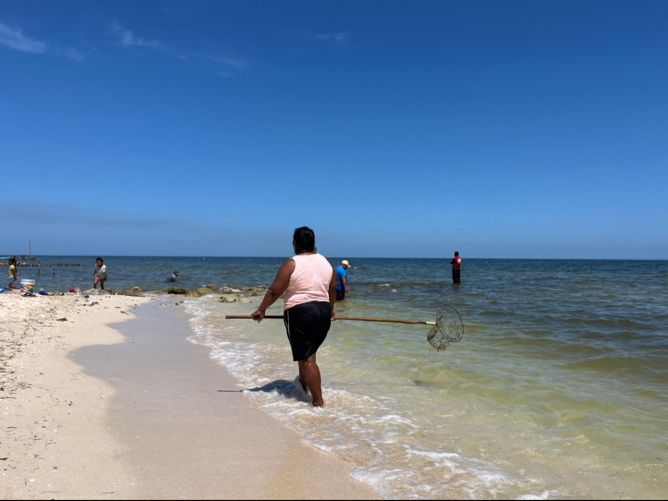 Algas nocivas han sido detectadas en la costa yucateca