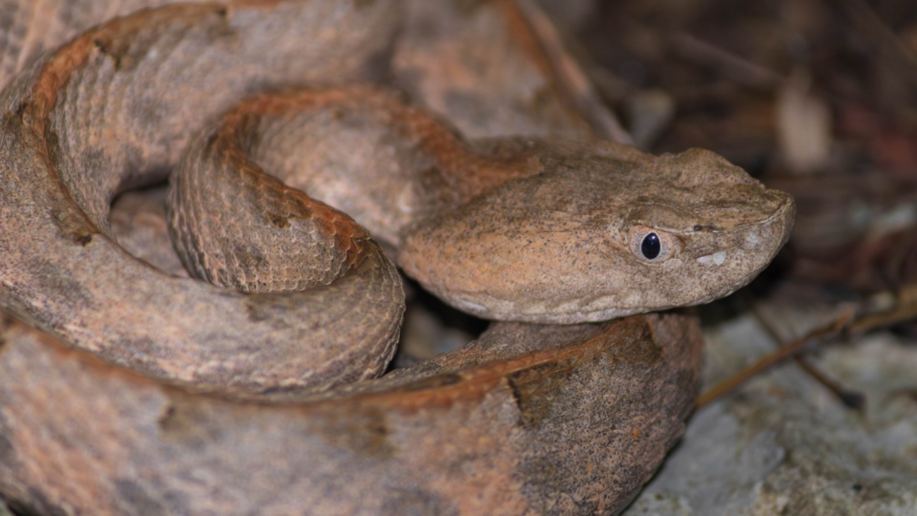 Esta nauyaca es la especie de serpiente venenosa más pequeña de la región