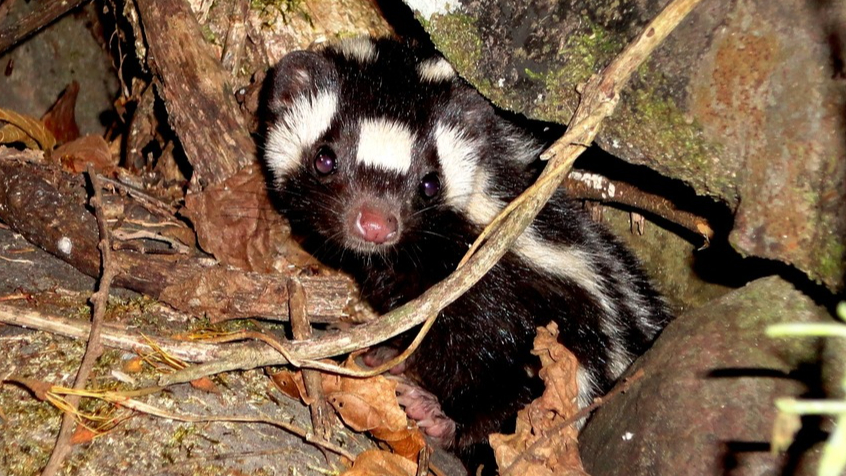 La especie destaca entre otros mamíferos debido a su pequeño tamaño