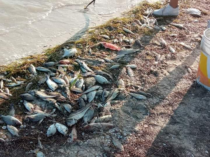 Miles de especies marinas aparecen muertas en las playas de Chelem y Chuburná Puerto
