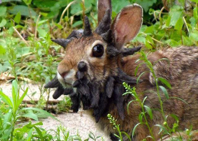 El virus es transmitido a los conejos por parte de artrópodos como las garrapatas y las chinches