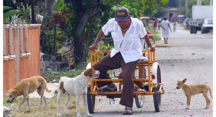 Niños y adultos mayores, principales víctimas de perros sin supervisión en Ciudad del Carmen Niños y adultos mayores, principales víctimas de perros sin supervisión en Ciudad del Carmen