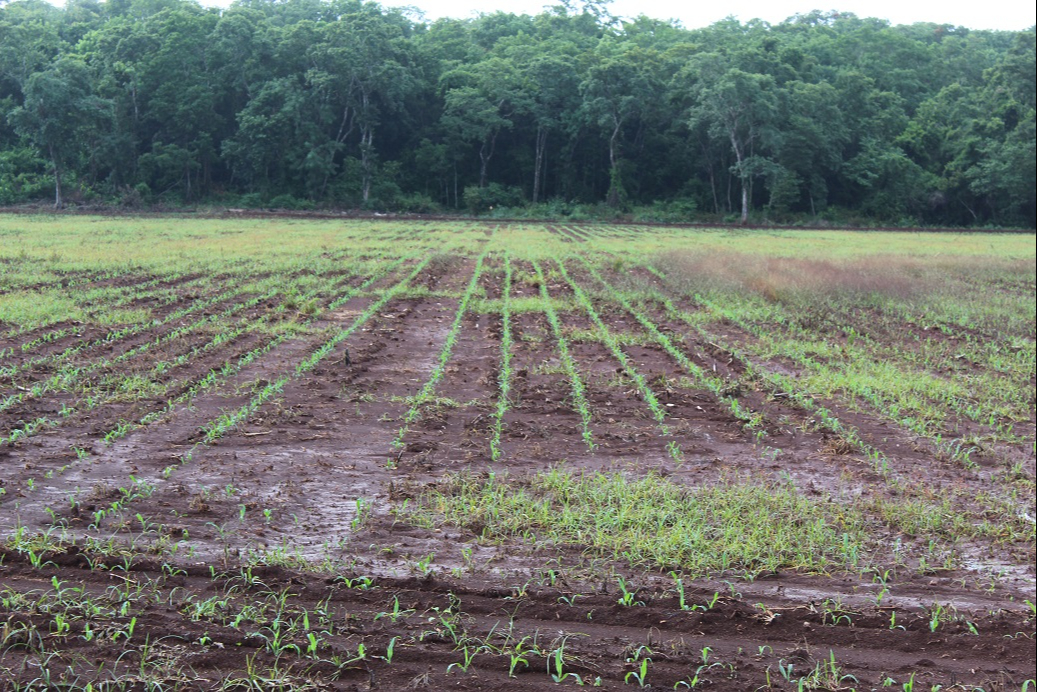 Campesinos apenas tuvieron recursos para sembrar, con un costo promedio de $12,000 por hectárea debido al alto precio del diésel, fertilizantes y semillas