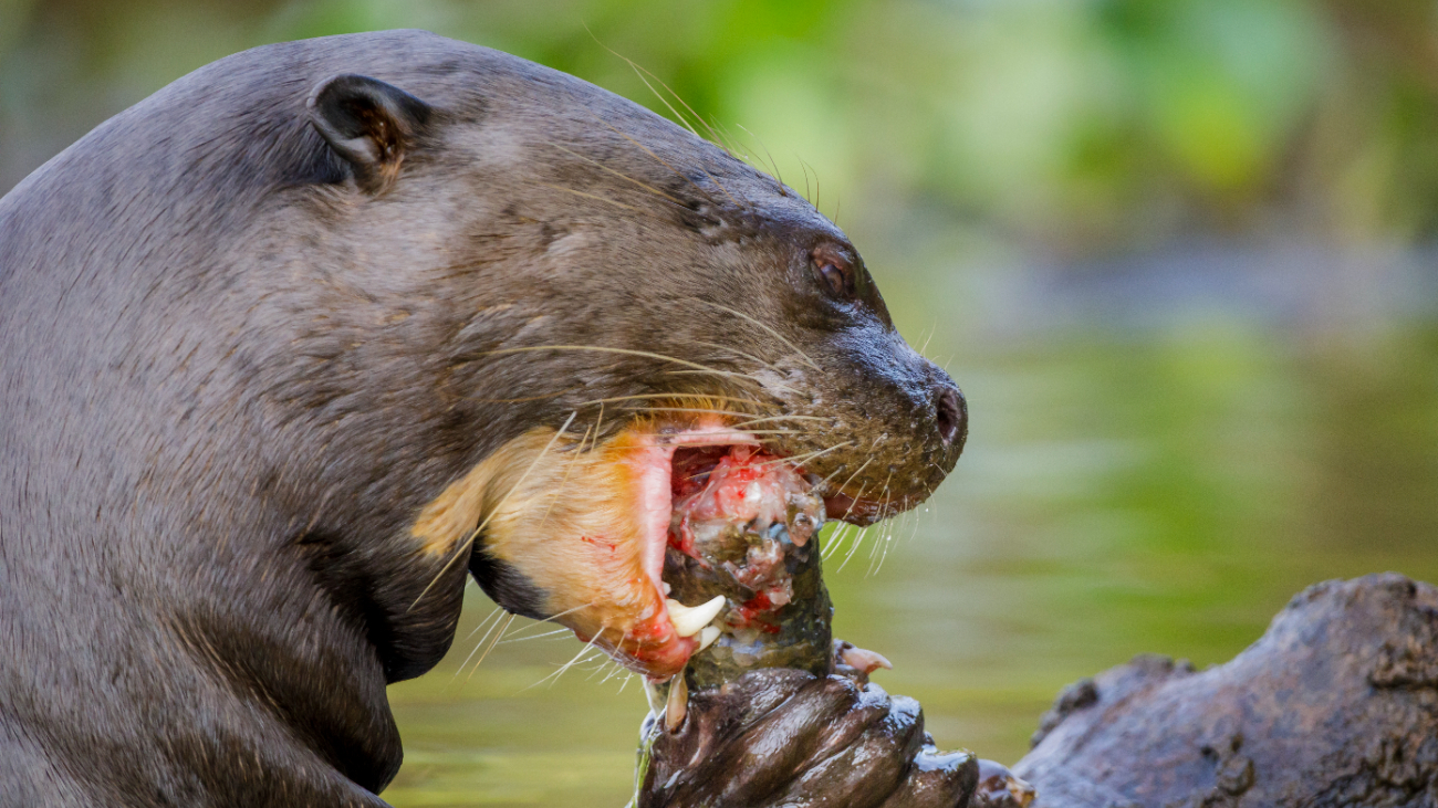 La nutria gigante de río puede alcanzar una longitud de hasta 1.80 metros