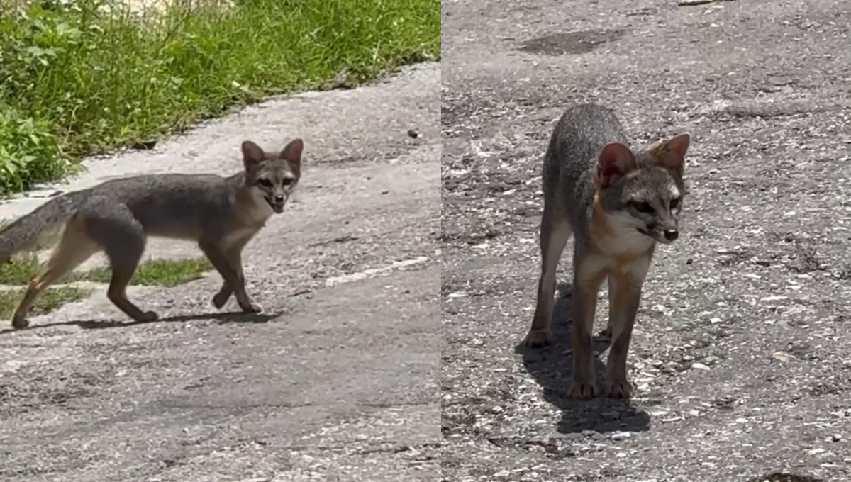 Avistan zorra gris en la colonia Polvorín de Campeche y piden rescate urgente Avistan zorra gris en la colonia Polvorín de Campeche y piden rescate urgente