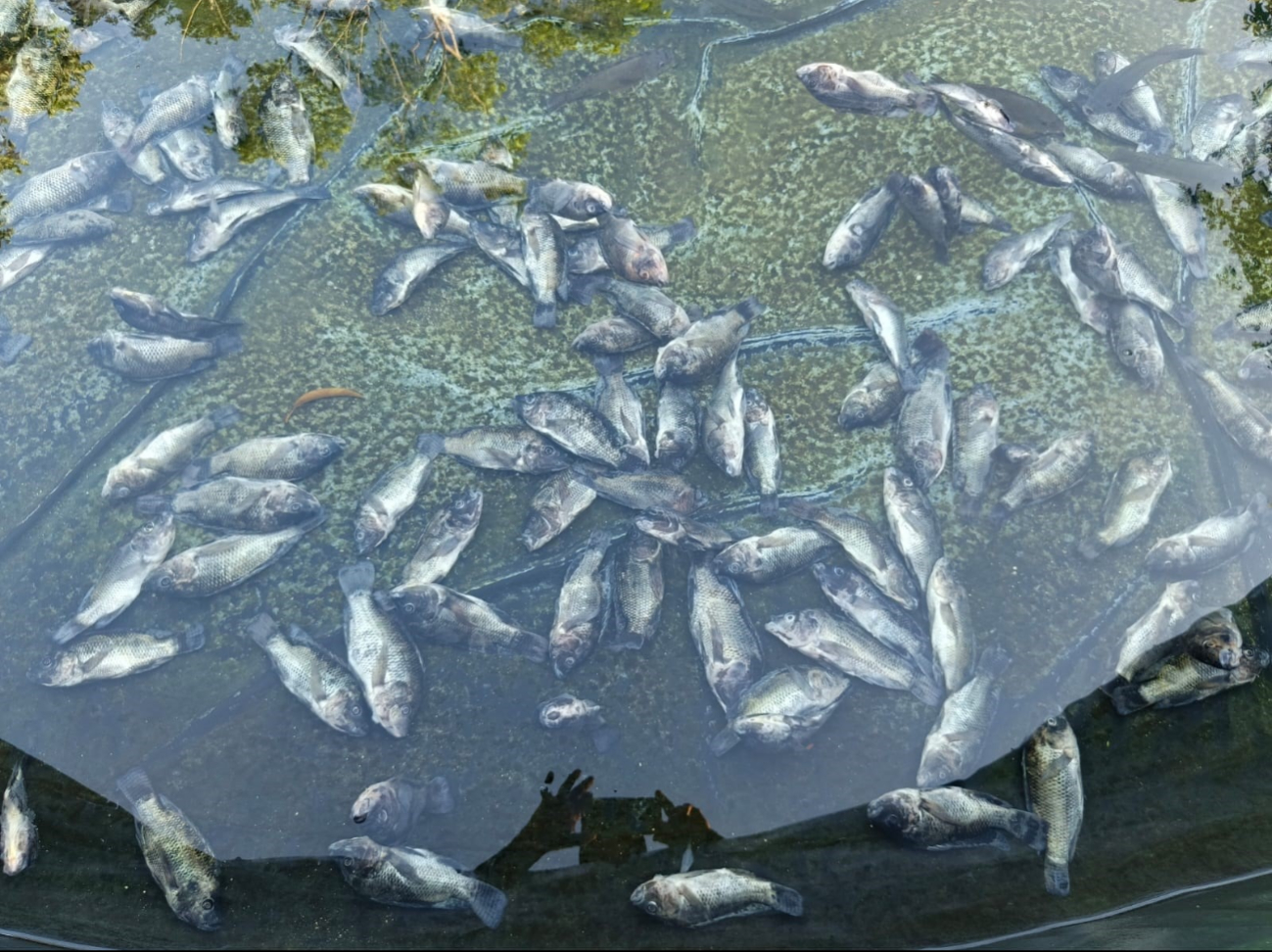El acuicultor decidió regalar los peces que aún no habían perecido a gente de las comunidades cercanas