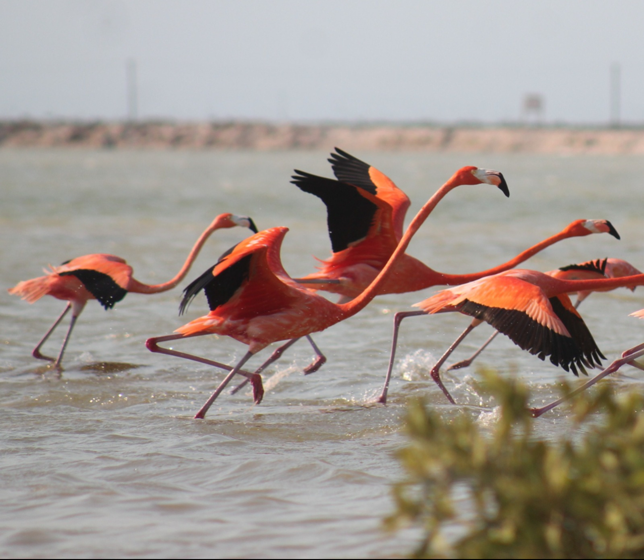 National Geographic destaca la riqueza natural de Río Lagartos en su más reciente publicación