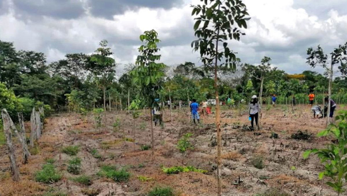 Sedarpe revisará casos de beneficiarios de “Sembrando Vida” en Quintana Roo