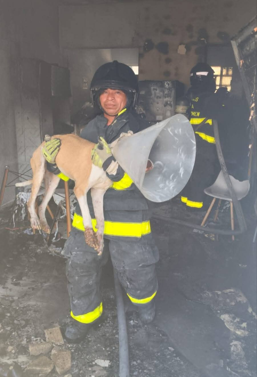 Elementos del Heroico Cuerpo de Bomberos rescataron al lomito de las llamas.