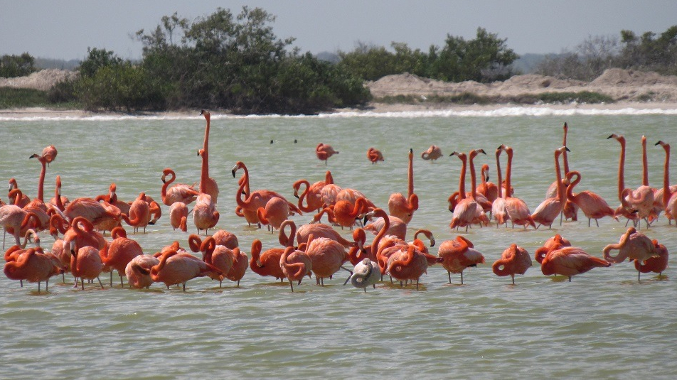 En 2023, la falta de lluvias en Ría Lagartos causó un ambiente inadecuado para la anidación, ya que los flamencos requieren barro húmedo para construir sus nidos
