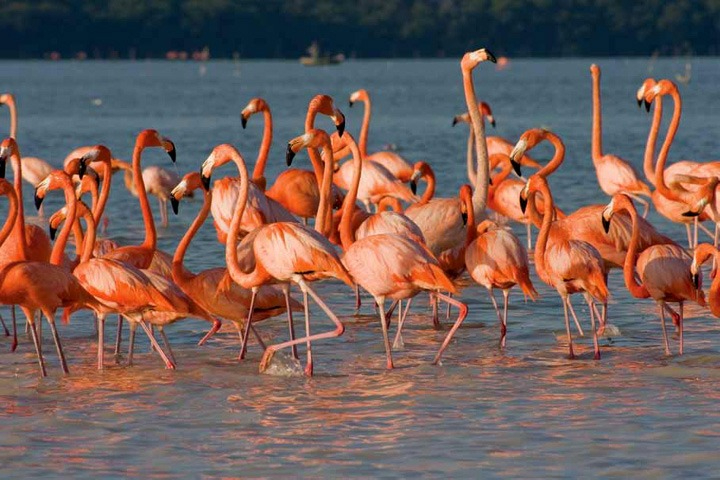 El fenómeno no ha impactado directamente a la fauna en Celestún