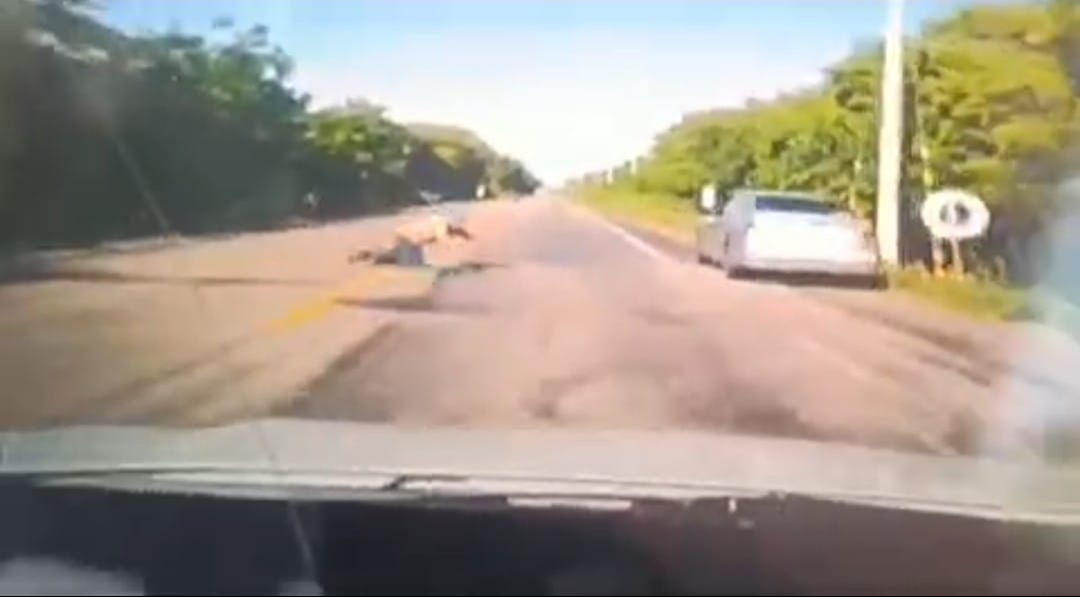 Hombre pierde la vida al ser arrollado en la carretera federal 180; conductor detenido Hombre pierde la vida al ser arrollado en la carretera federal 180; conductor detenido