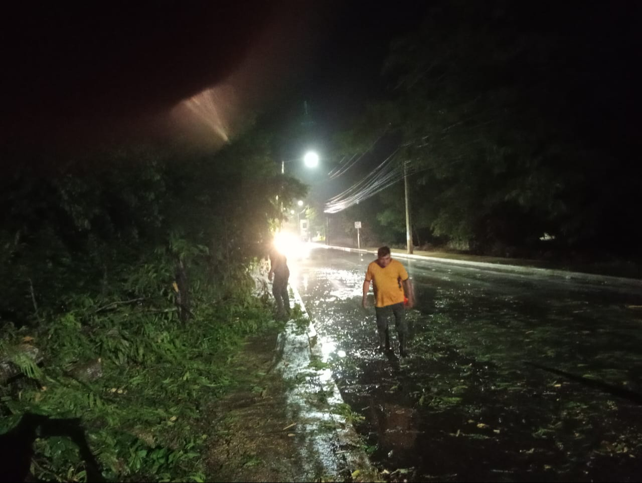 Tormenta provoca la caída de un framboyán en la avenida del CONALEP Tormenta provoca la caída de un framboyán en la avenida del CONALEP