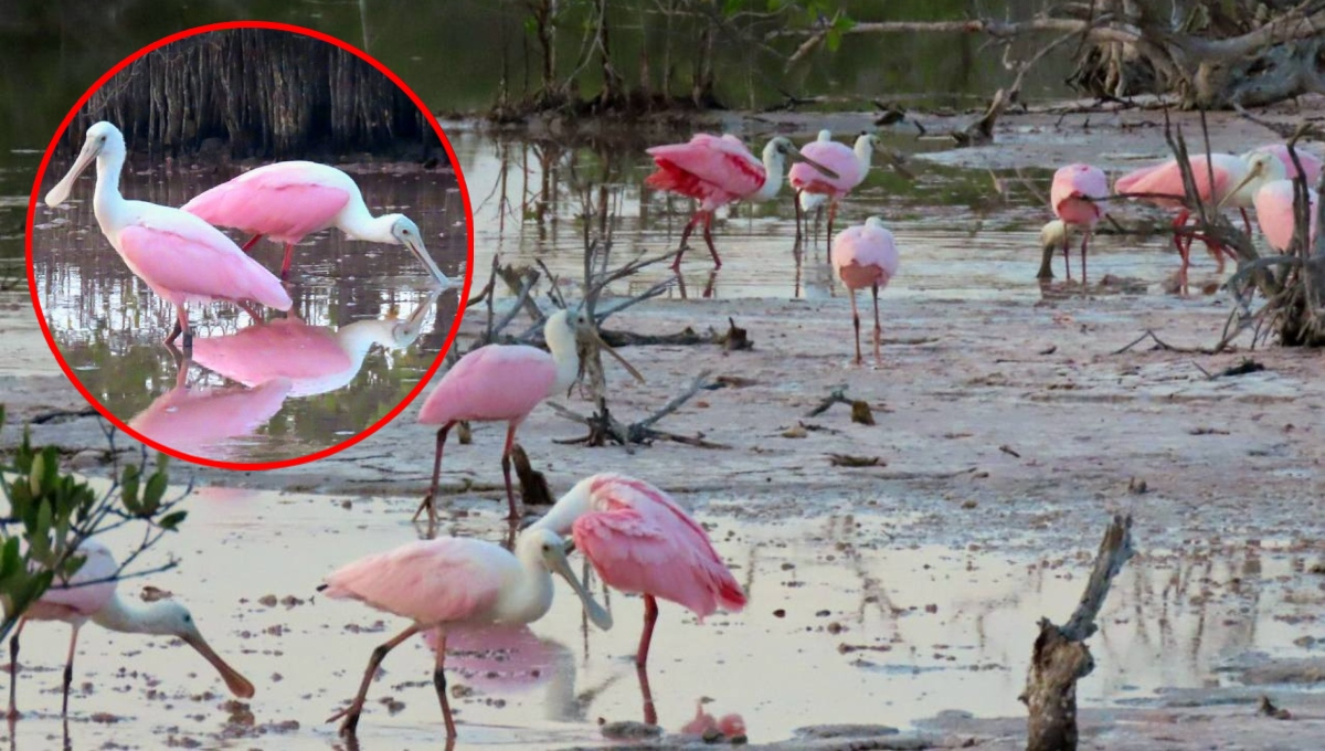 A pesar de que puede manifestarse en flores y otros elementos de la naturaleza, el color rosa se considera un tono extraño en el reino animal