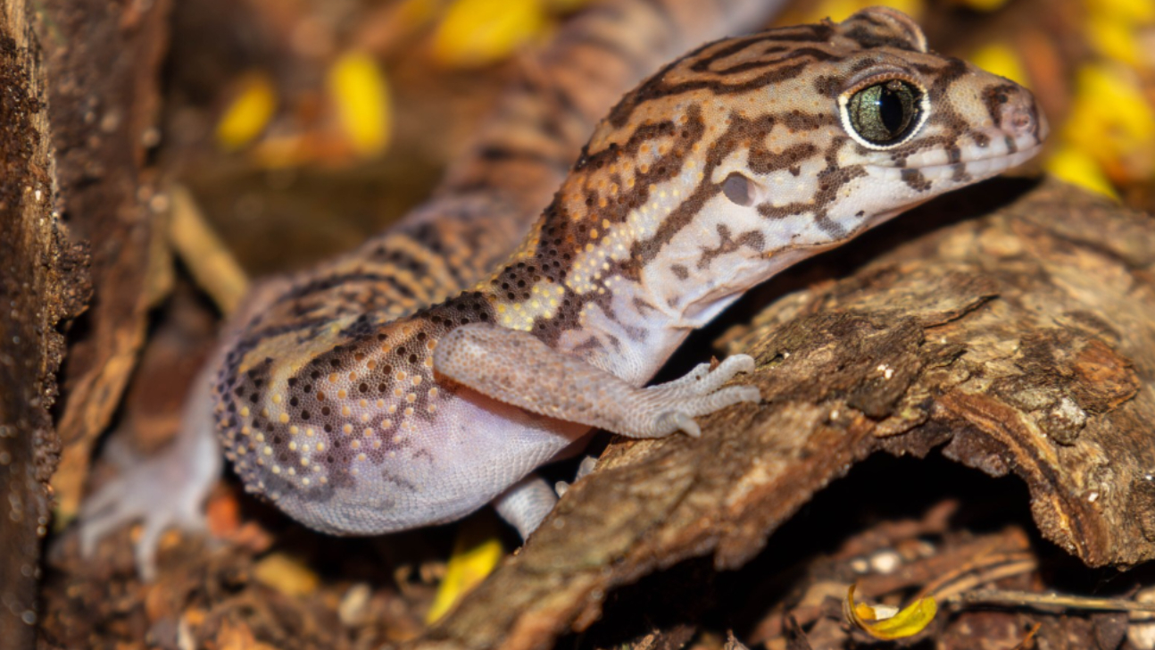   Geco yucateco, el inofensivo reptil con “piel de jaguar” al que matan por creerlo venenoso  