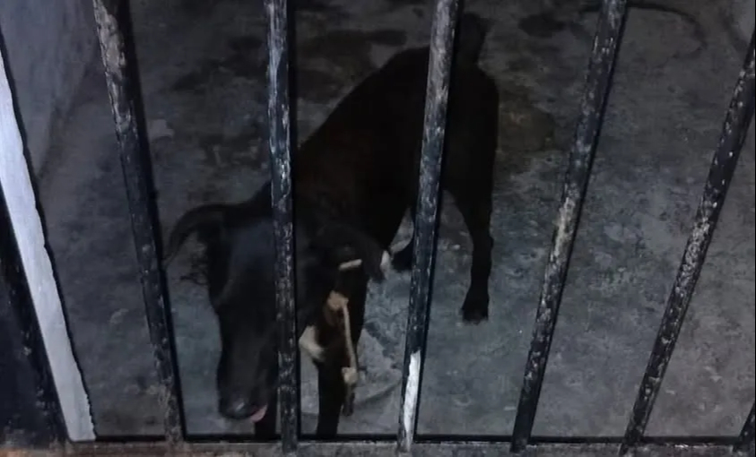 El animal atacó a tres personas y los propietarios se desajenaron de él