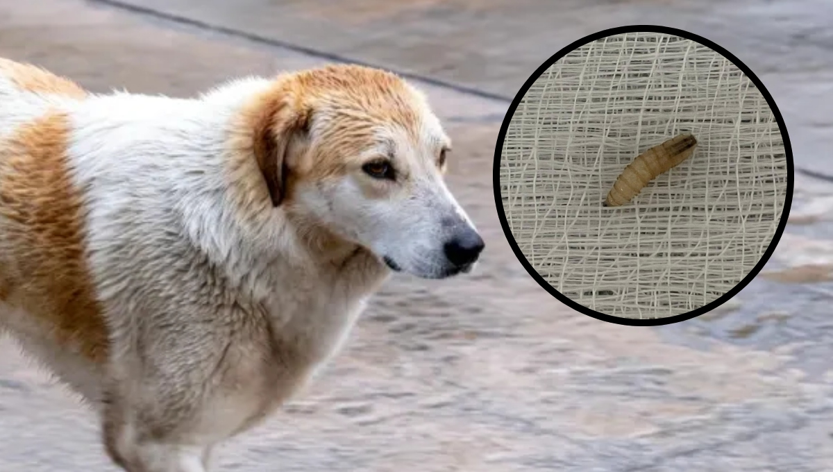 Un perro fue detectado con gusano barrenador en Mérida Un perro fue detectado con gusano barrenador en Mérida