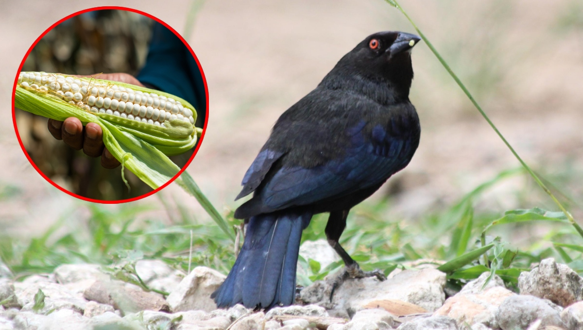 Debido a la exposición al fuego, sus plumas se volvieron grises y sus ojos se tornaron rojos