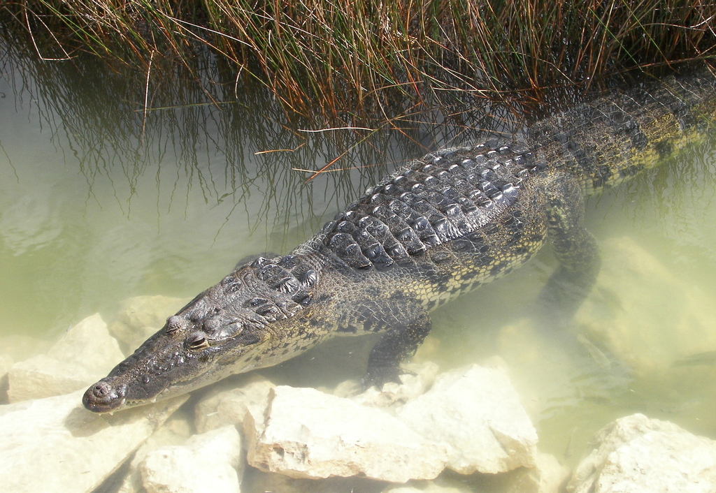 Dos jóvenes encontraron a un reptil de pantano y sin pensar lo arrojaron a un depósito de agua dulce