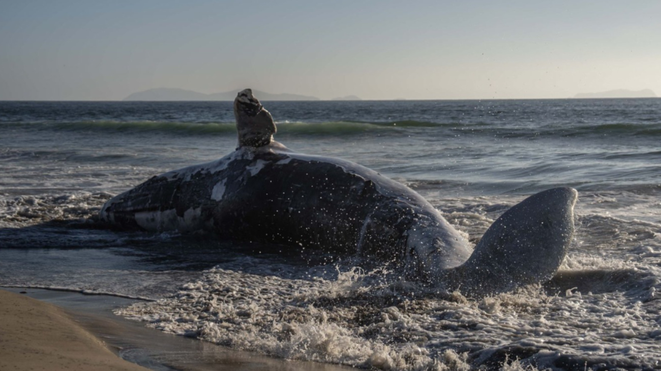 Hasta el momento se desconoce la causa de muerte y la especie