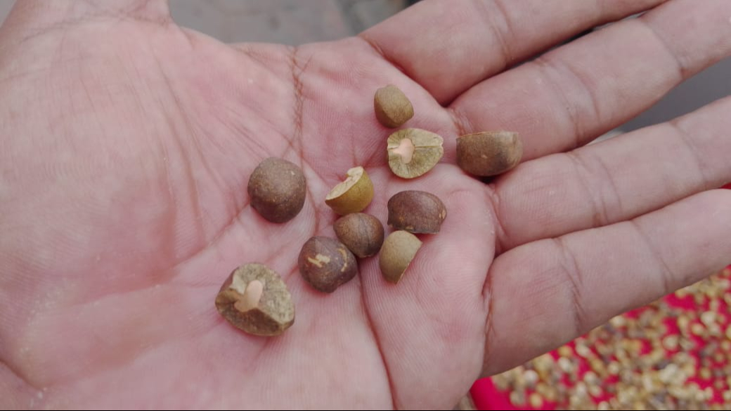 Quienes los comercializan los frijoles saltarines aseguran que poseen poderes curativos