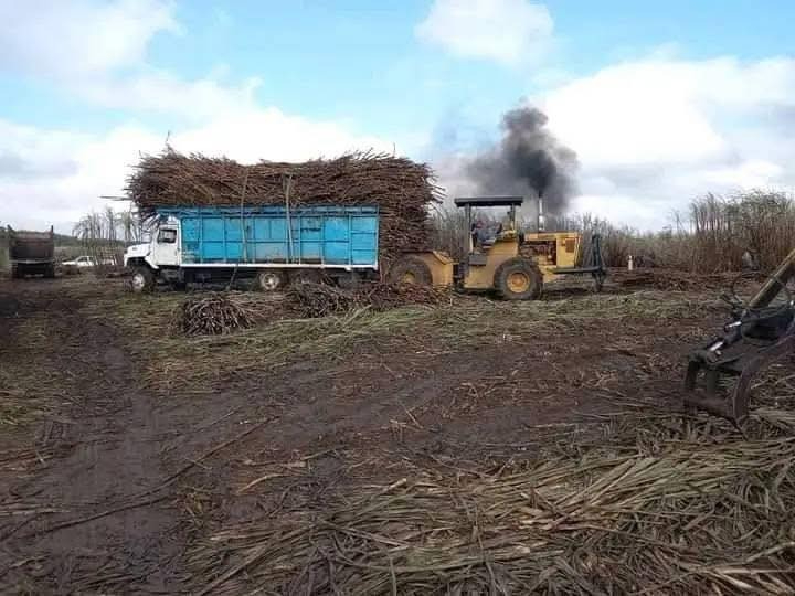 Cañeros de Quintana Roo se quedan sin liquidación de la zafra 2024-2025