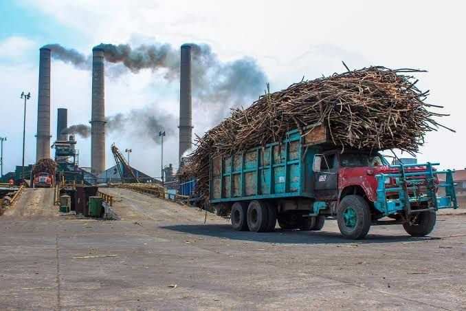 Cañeros de Quintana Roo se quedan sin liquidación de la zafra 2024-2025