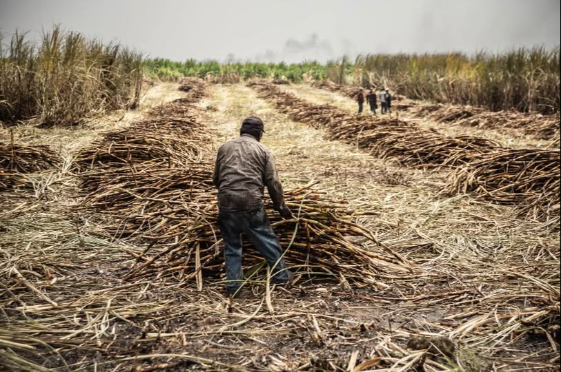 Cañeros de Quintana Roo se quedan sin liquidación
