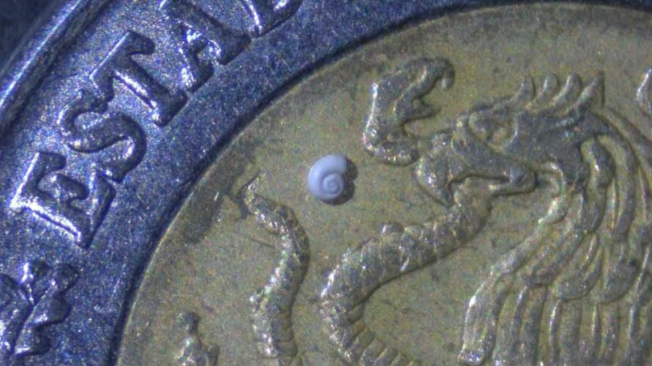 El diminuto caracol de solo 0.7 milímetros ha sorprendido a la comunidad científica mundial