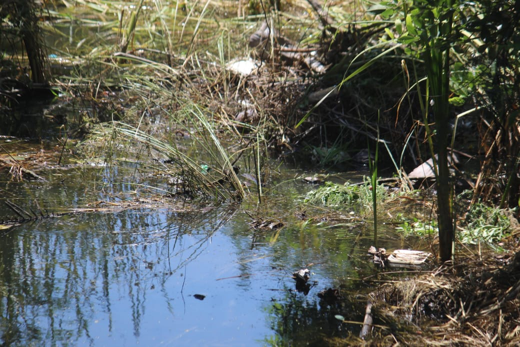 En colonias Nueva Jerusalén y El Arenal, la proliferación de mosquitos preocupa a los habitantes.