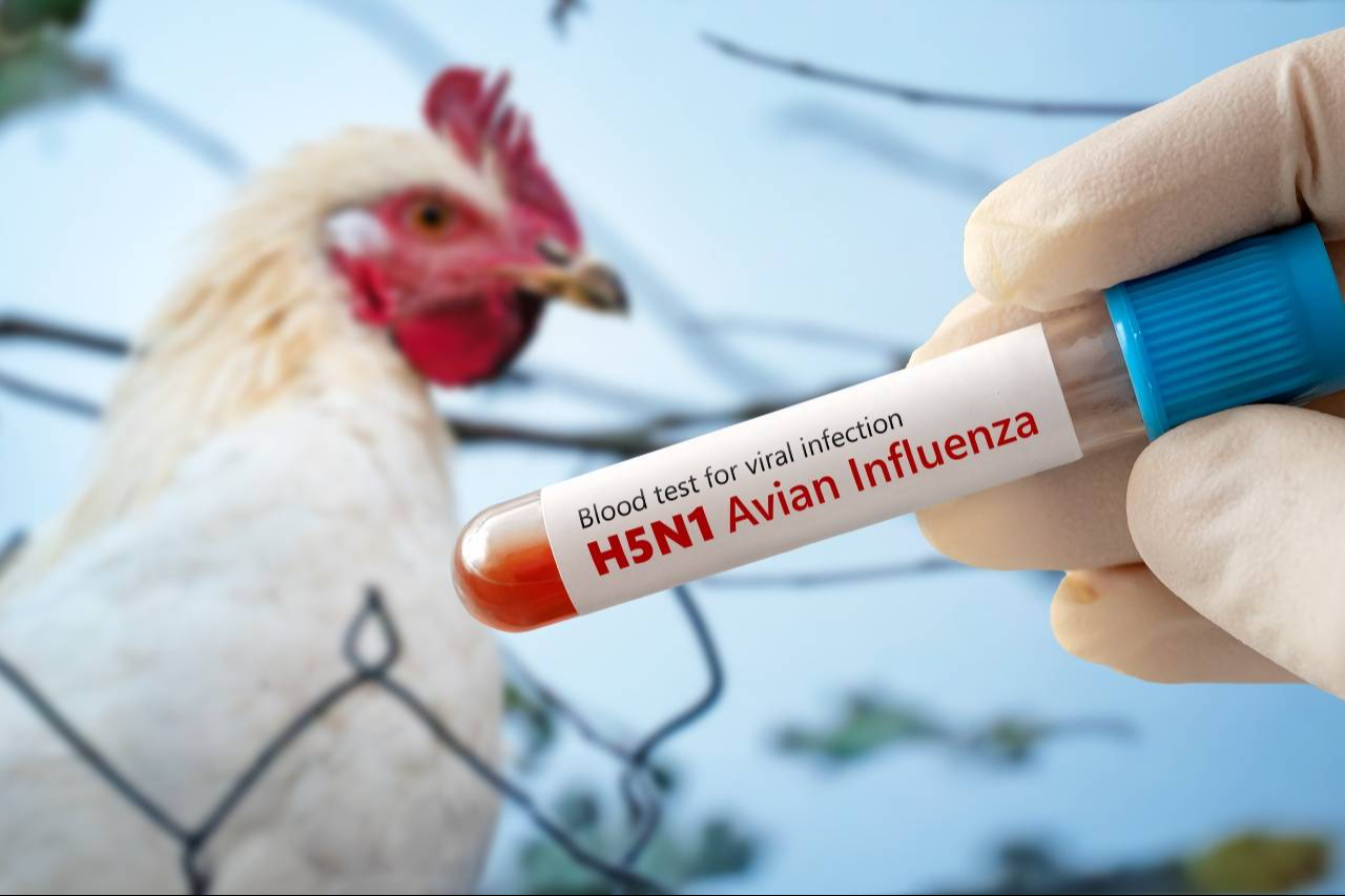 La gripe aviar (influenza aviar) es causada por variantes del virus tipo A, como H5N1