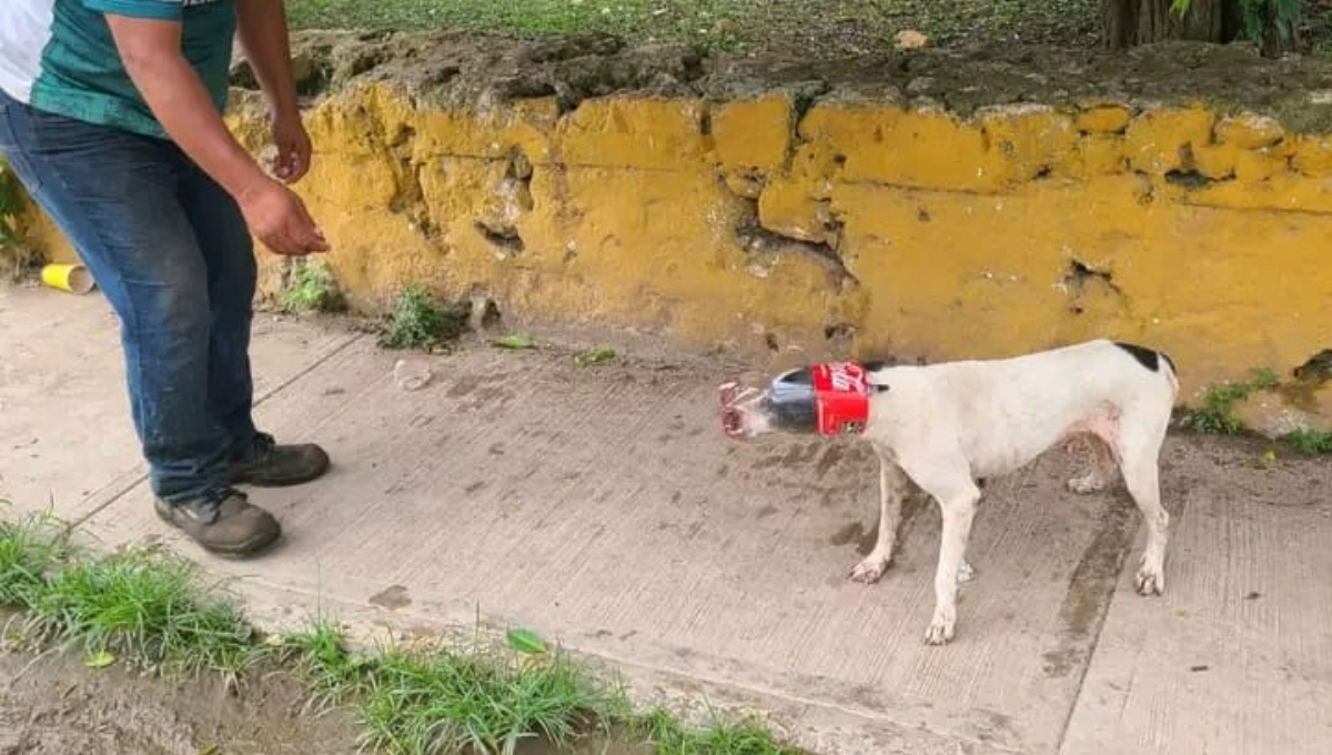 Trabajadores de Aseo Urbano le quitaron una botella de plástico a un animal que estaba deambulando