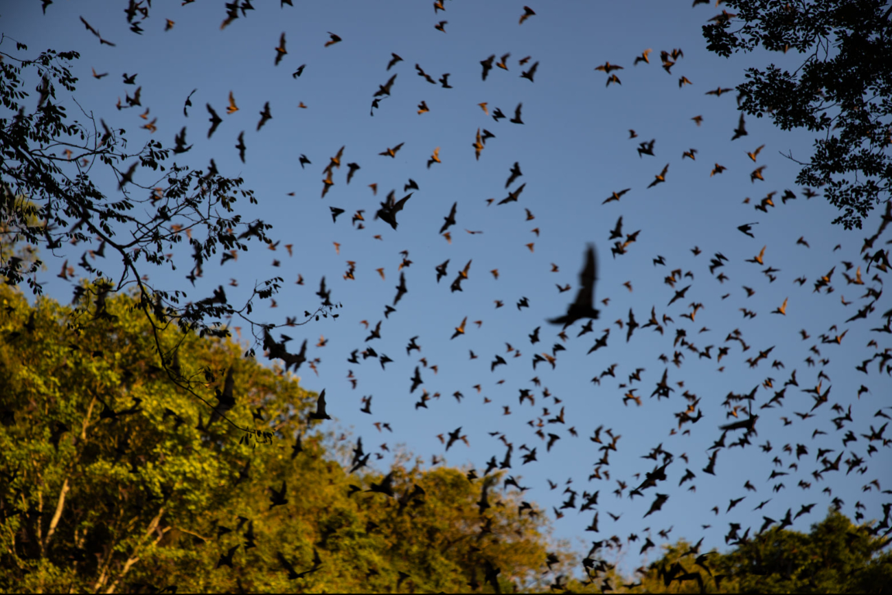 Cada tarde, miles de murciélagos emergen en espiral desde el cráter en un espectáculo natural único