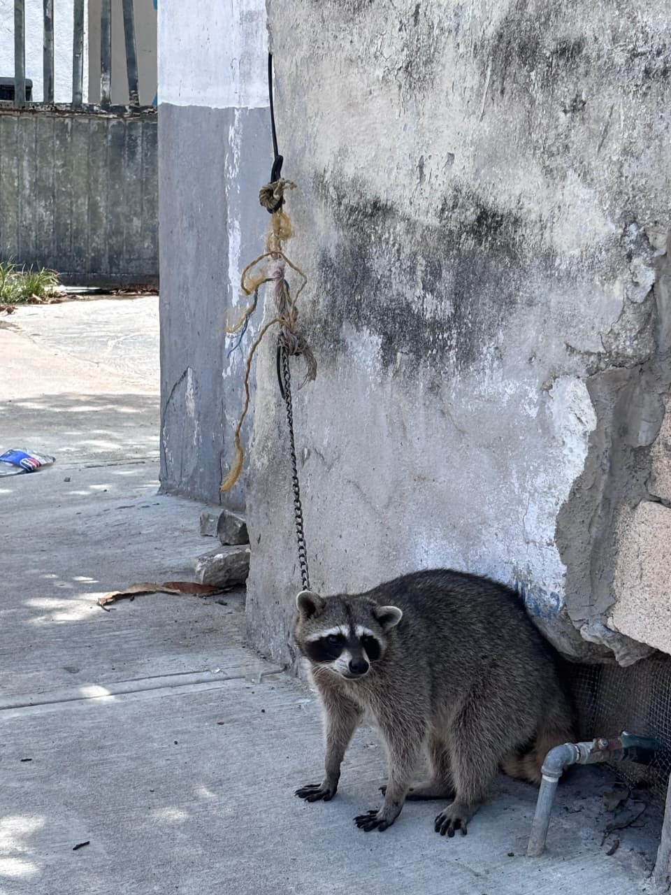 Rescates de fauna recaen en ciudadanos ante falta de apoyo oficial
