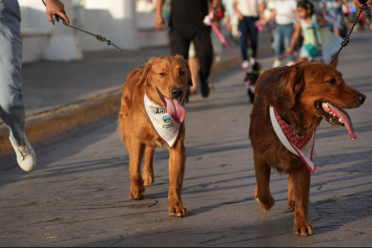Se ofrecerán también servicios para mascotas