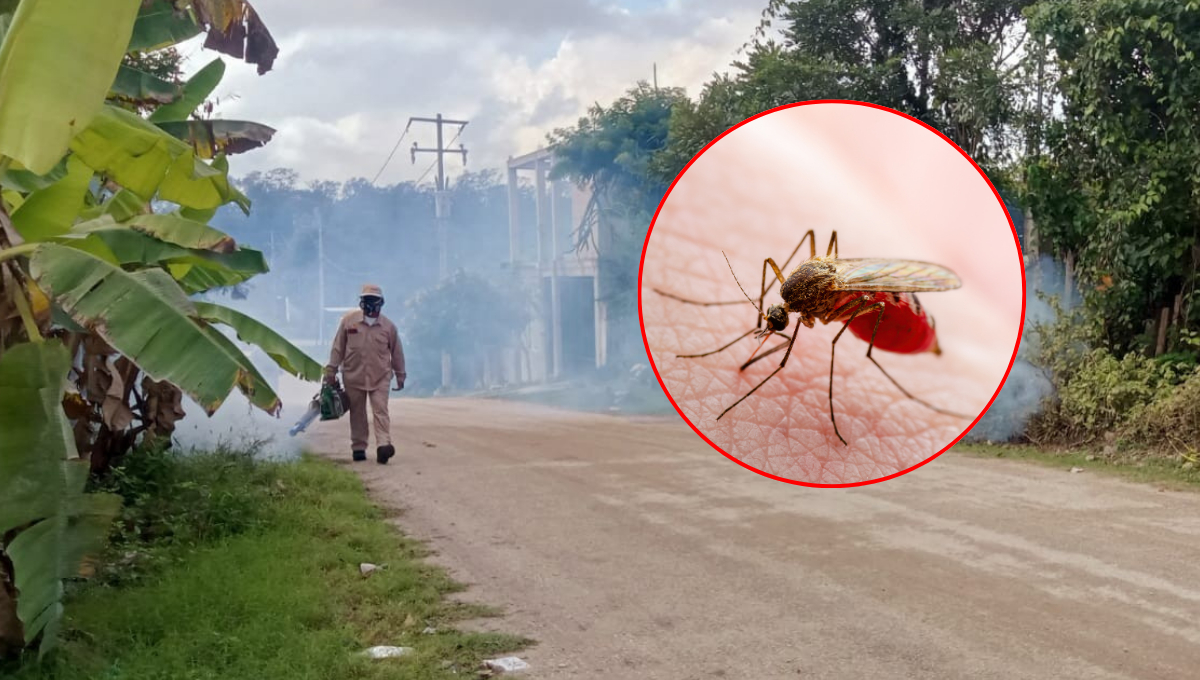 Campeche mantiene seis defunciones en estudio por probable dengue en 2025 Campeche mantiene seis defunciones en estudio por probable dengue en 2025