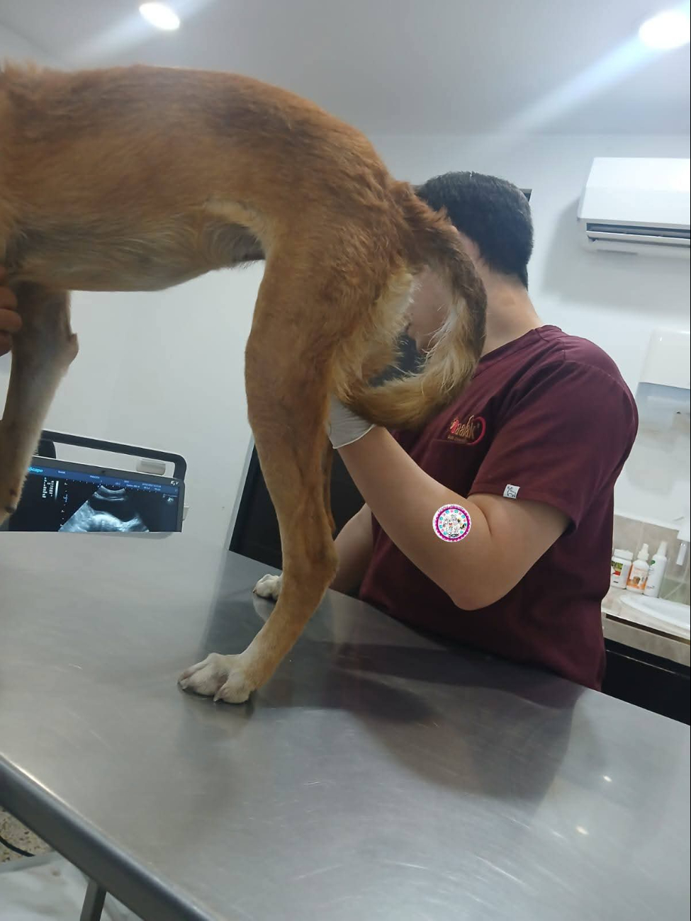 Las autoridades confirmaron que una perrita fue atacada sexualmente por un sujeto de la colonia