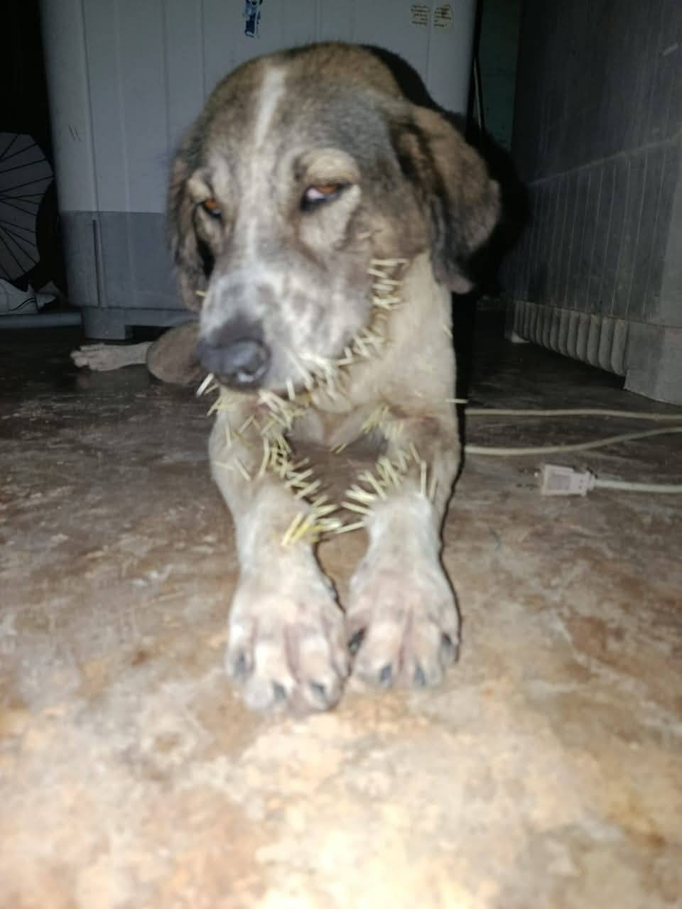 Perro en Calderitas es víctima de puercoespín, recibe atención veterinaría Perro en Calderitas es víctima de puercoespín, recibe atención veterinaría