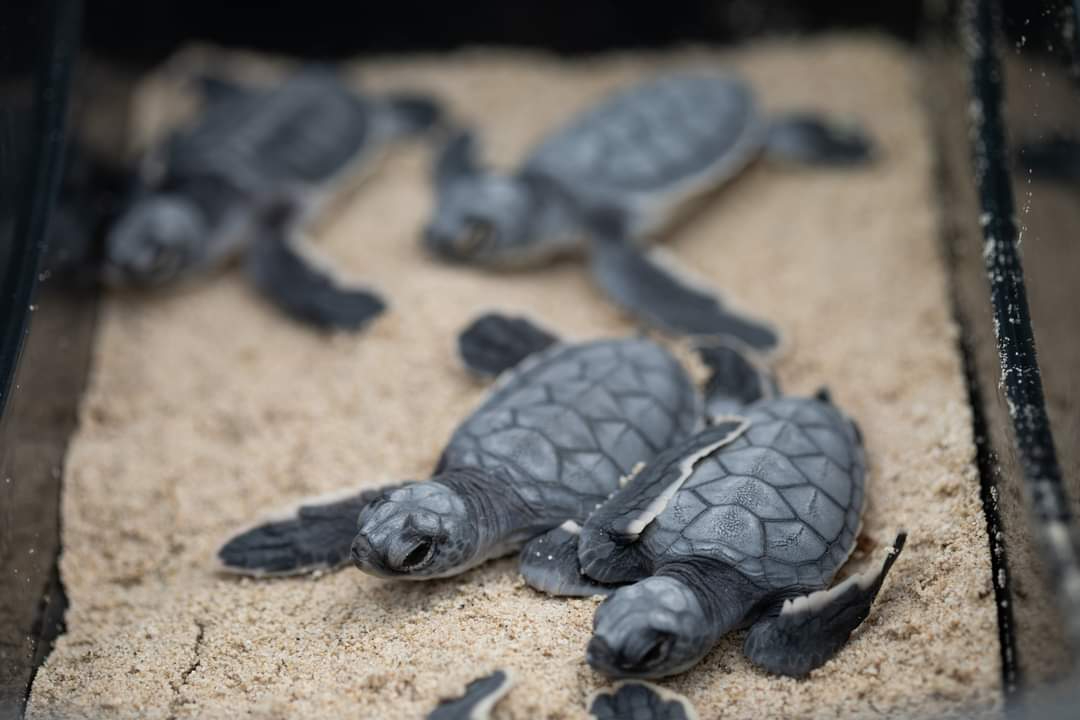 En las tortugas también se ha registrado una enfermedad vinculada con la presencia de contaminantes