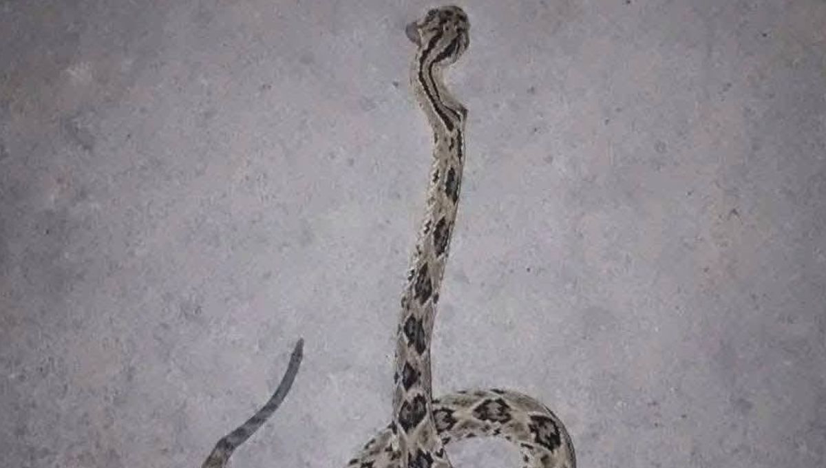 Hombre pierde la vida en hospital de Chetumal por mordida de serpiente