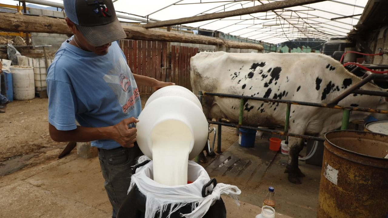 La “fiebre de Malta” es producto de leche o carne contaminada de ganado de granja. La “fiebre de Malta” es producto de leche o carne contaminada de ganado de granja.
